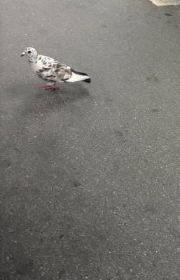 かなで