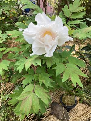 ひかる