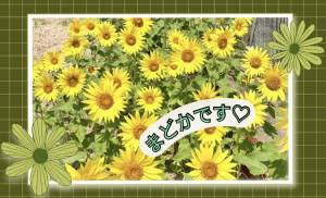 まどか