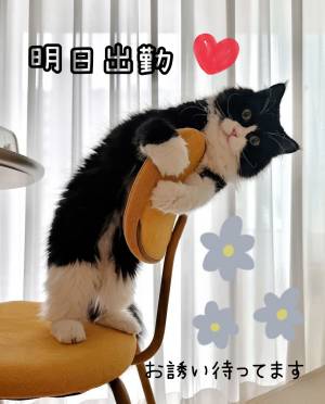 まゆみ