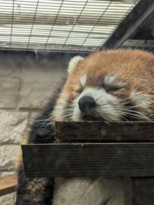 えま
